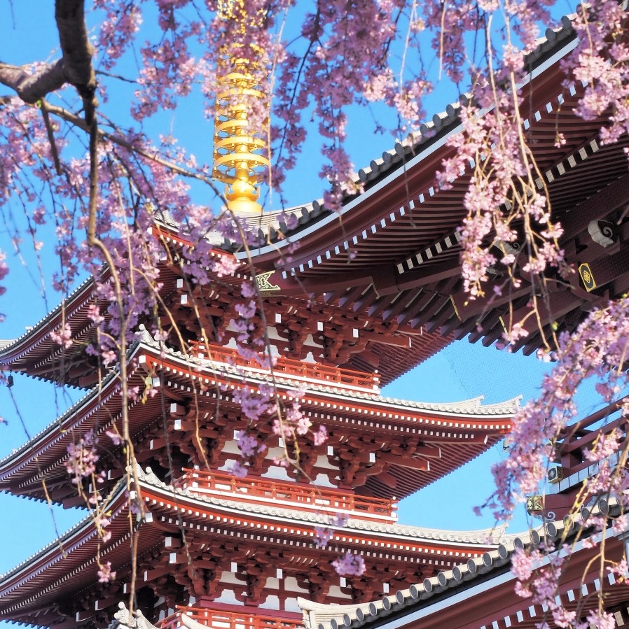 隅田川近郊で〇〇×桜のコラボレーション！春の気分を満喫しよう