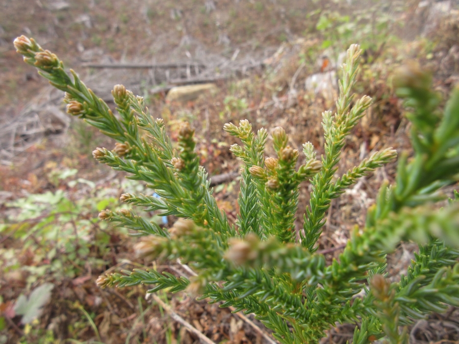 スギ花粉症がなくなるかも!?「アサヒの森」は花粉症対策にも貢献 | ハレの日、アサヒ | 毎日をおいしく楽しく