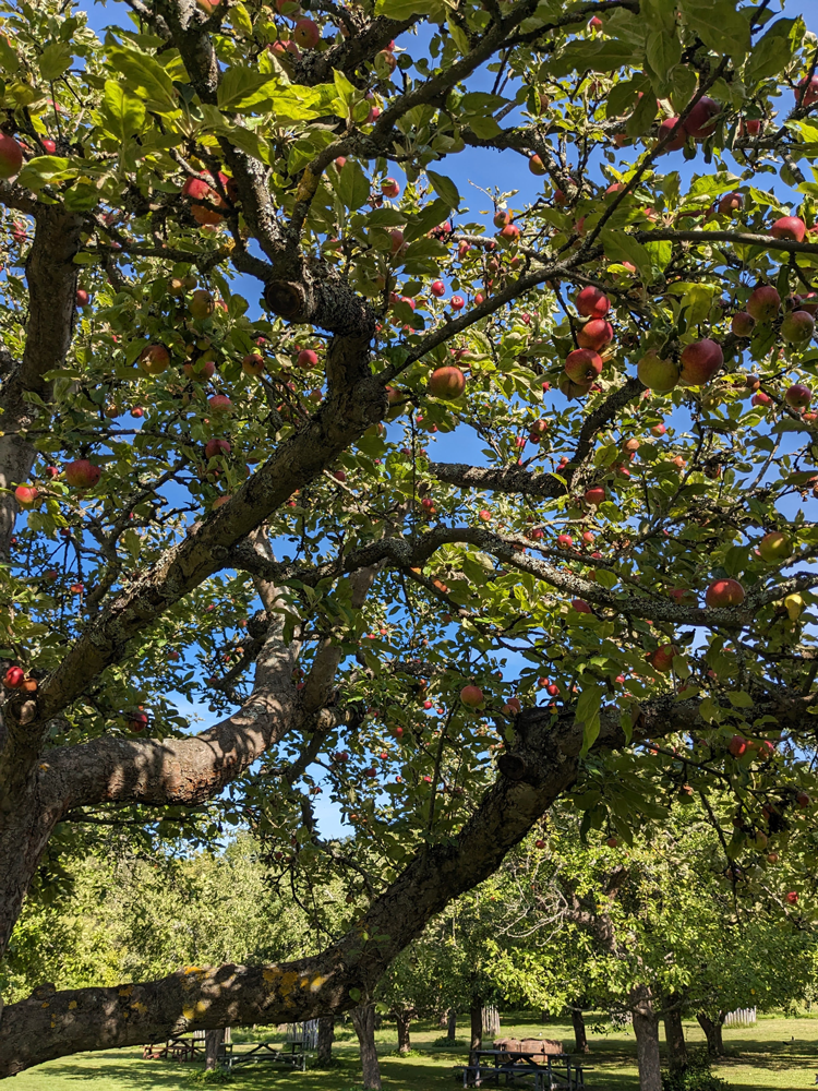 北欧の家の庭でよく見かけるりんごの木