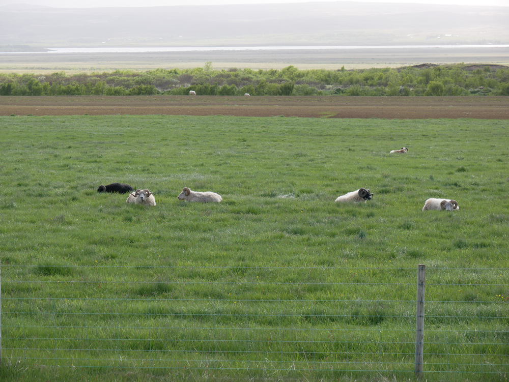 アイスランドの羊たち